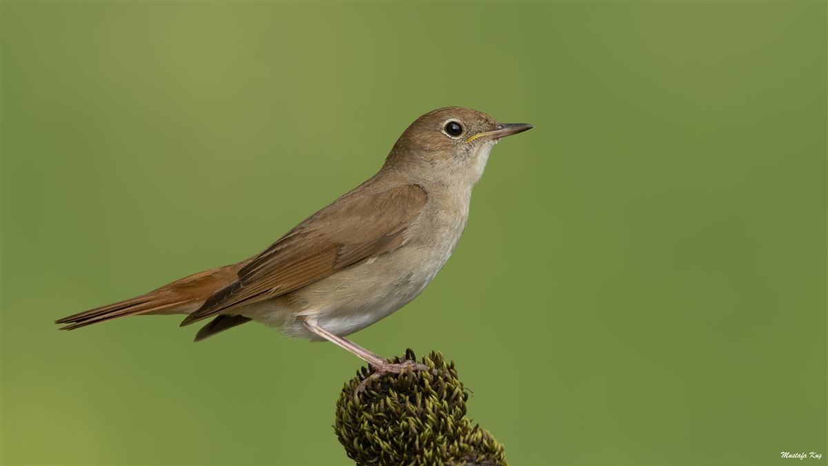 Common Nightingale