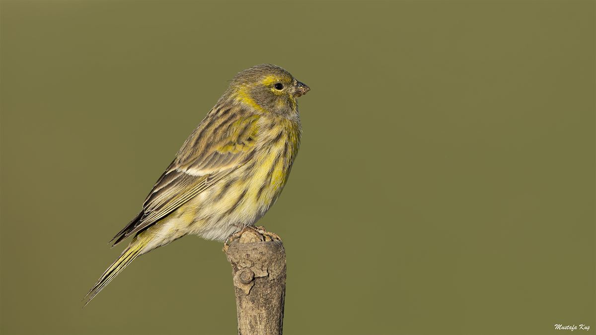 European Serin