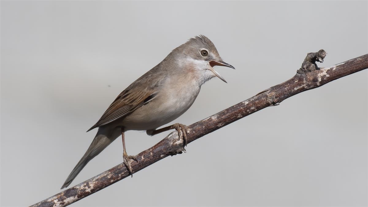 Common Whitethroat