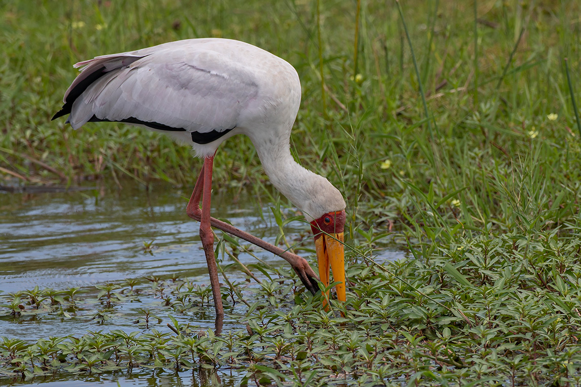 Yellow-billed Stork