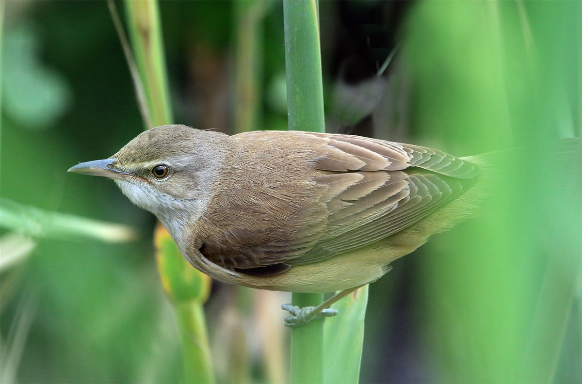 Great Reed Warbler