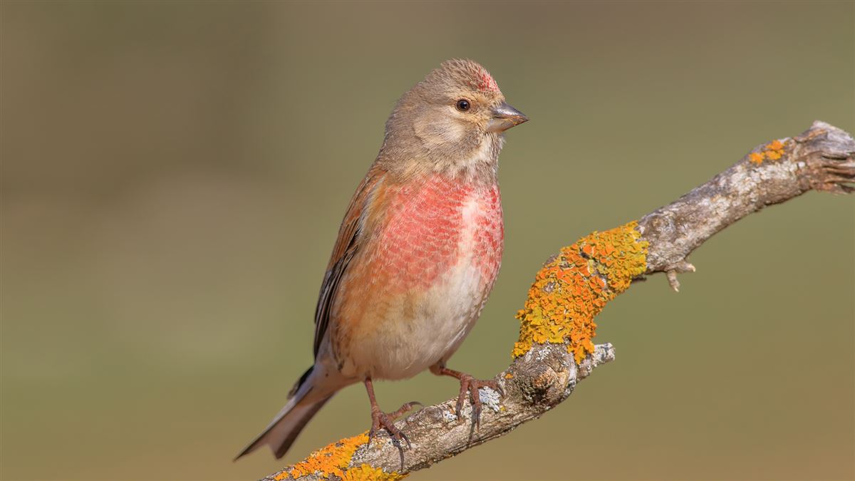 Common Linnet