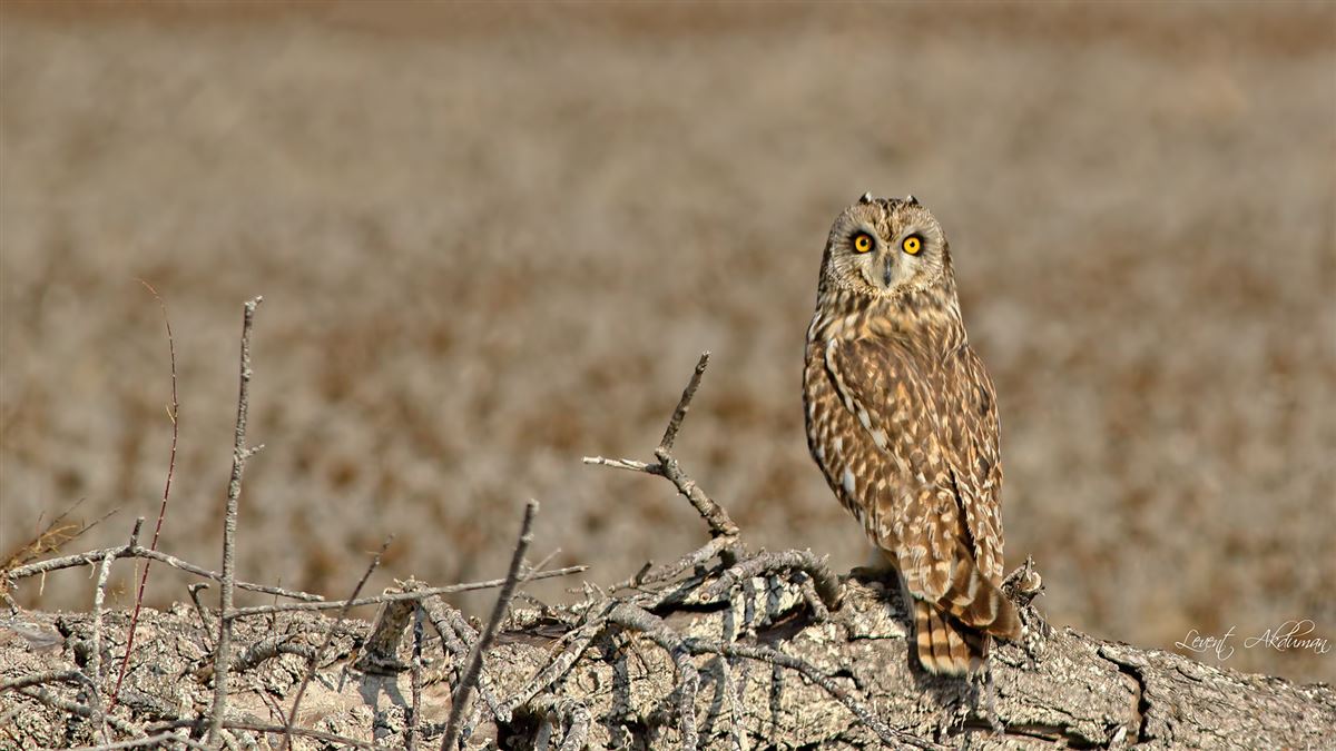 Short-eared Owl