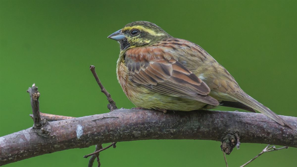 Cirl Bunting