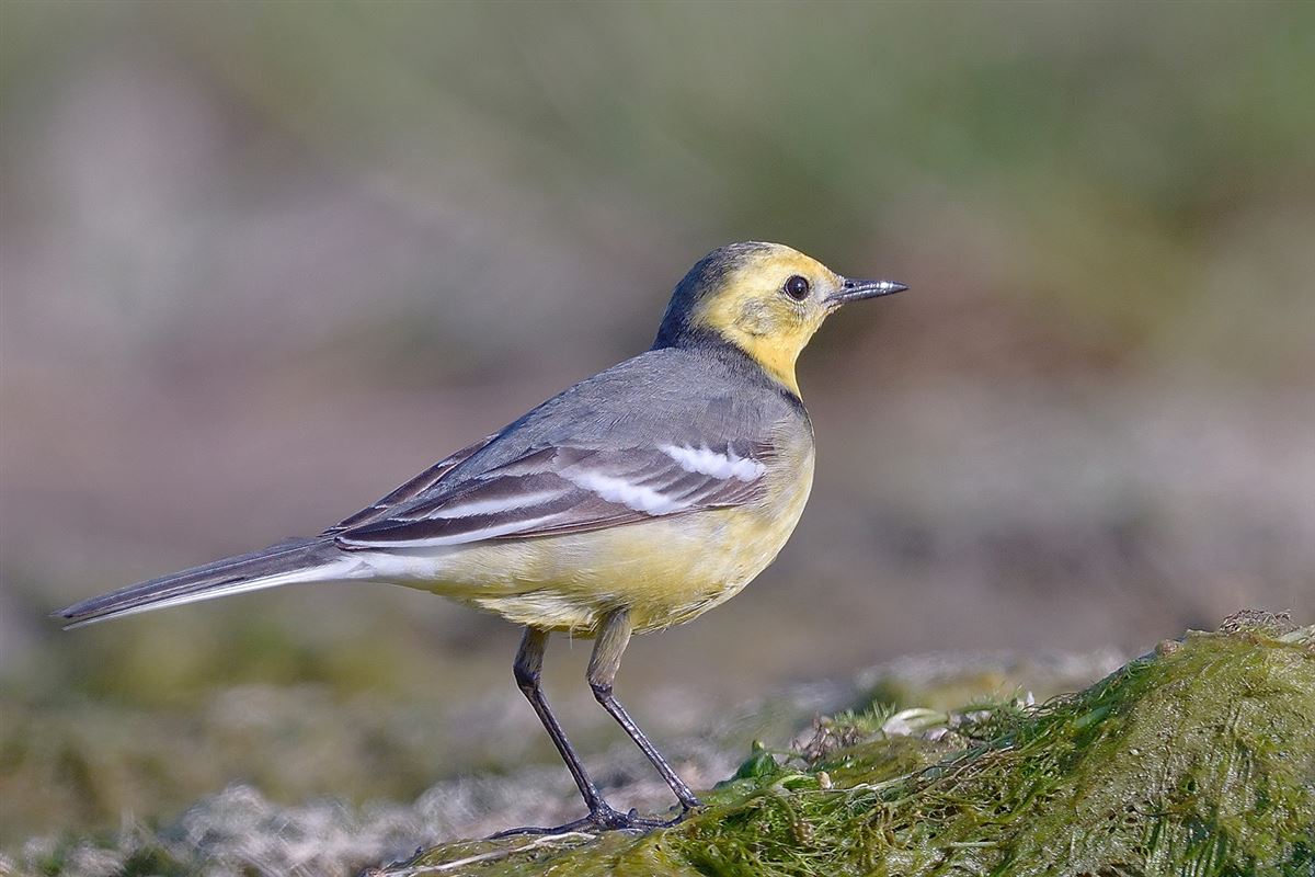 Citrine Wagtail