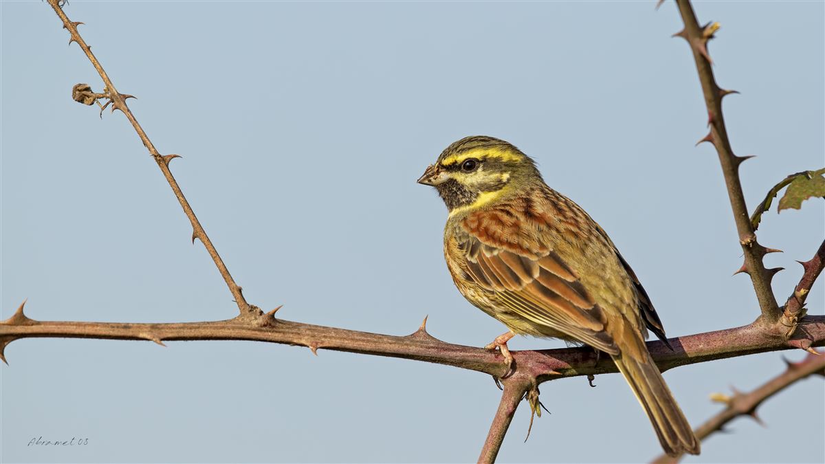 Cirl Bunting