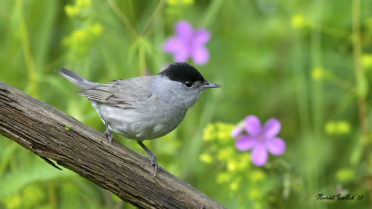 Eurasian Blackcap