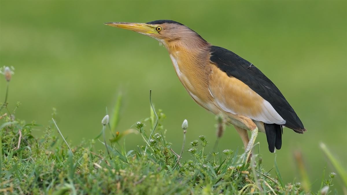 Little Bittern
