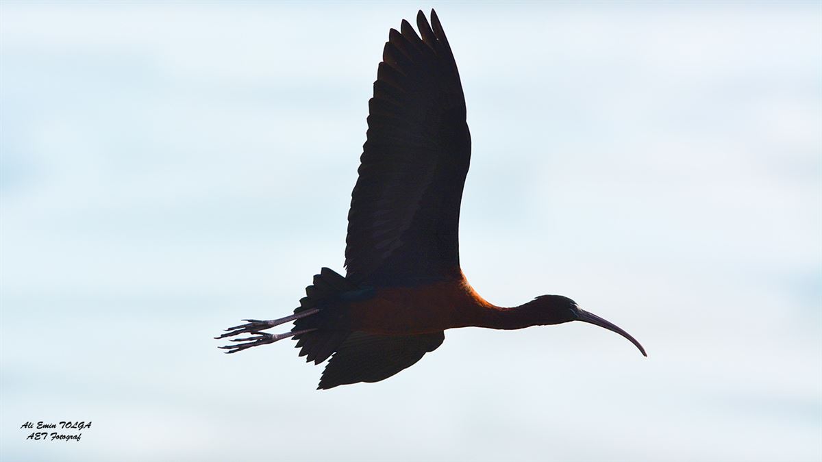 Glossy Ibis