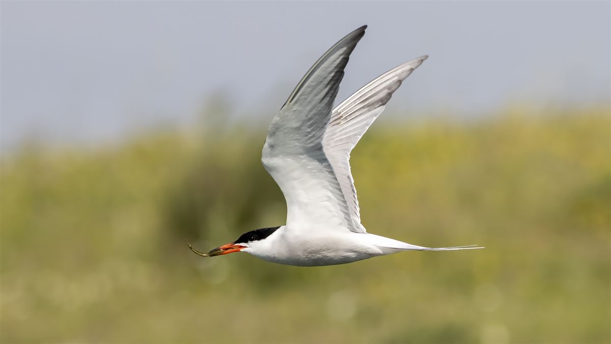 Common Tern