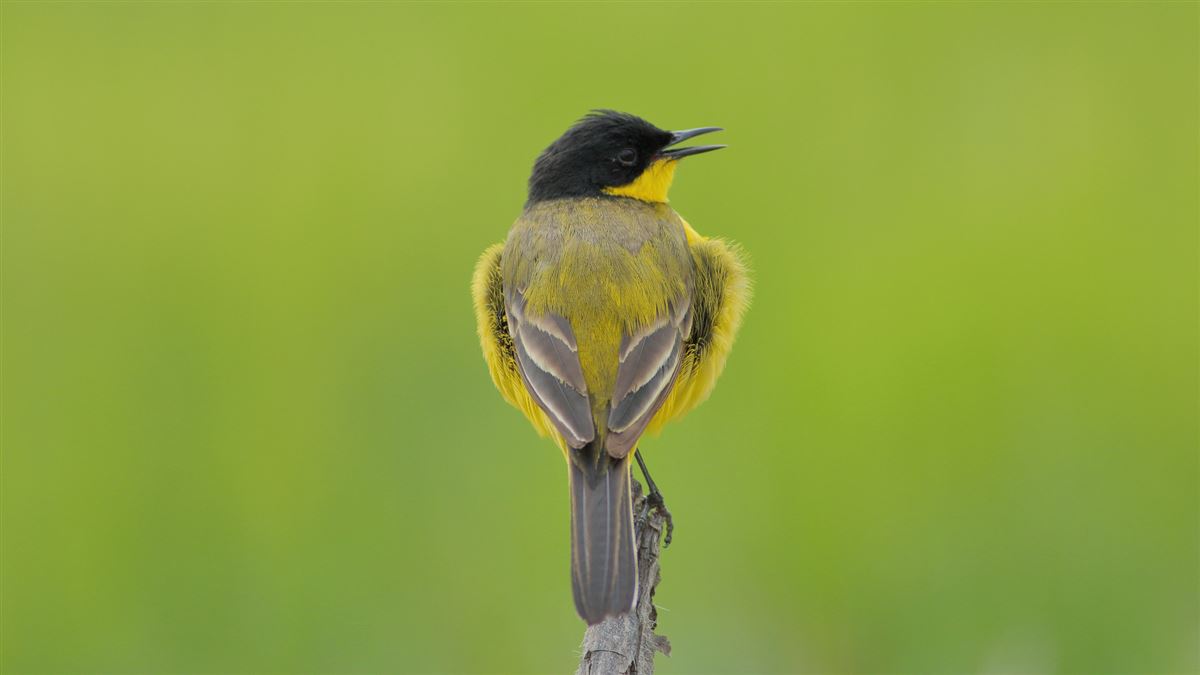 Western Yellow Wagtail