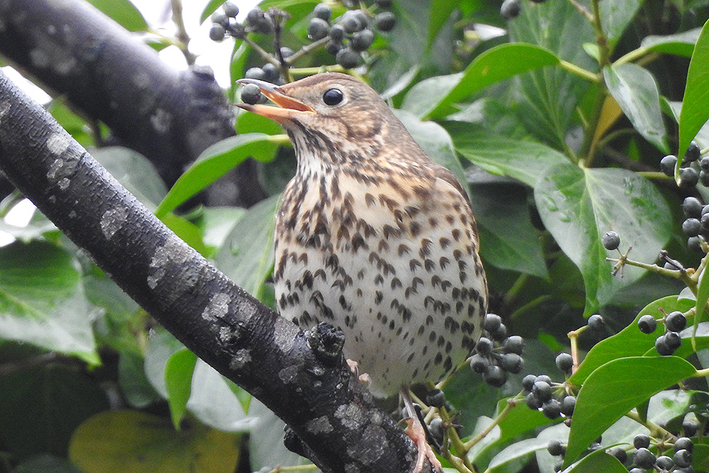 Song Thrush