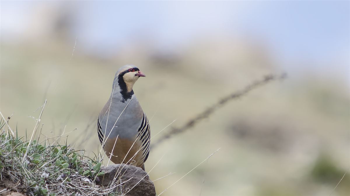 Chukar Partridge