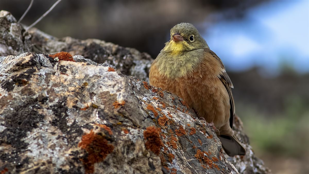 Ortolan Bunting