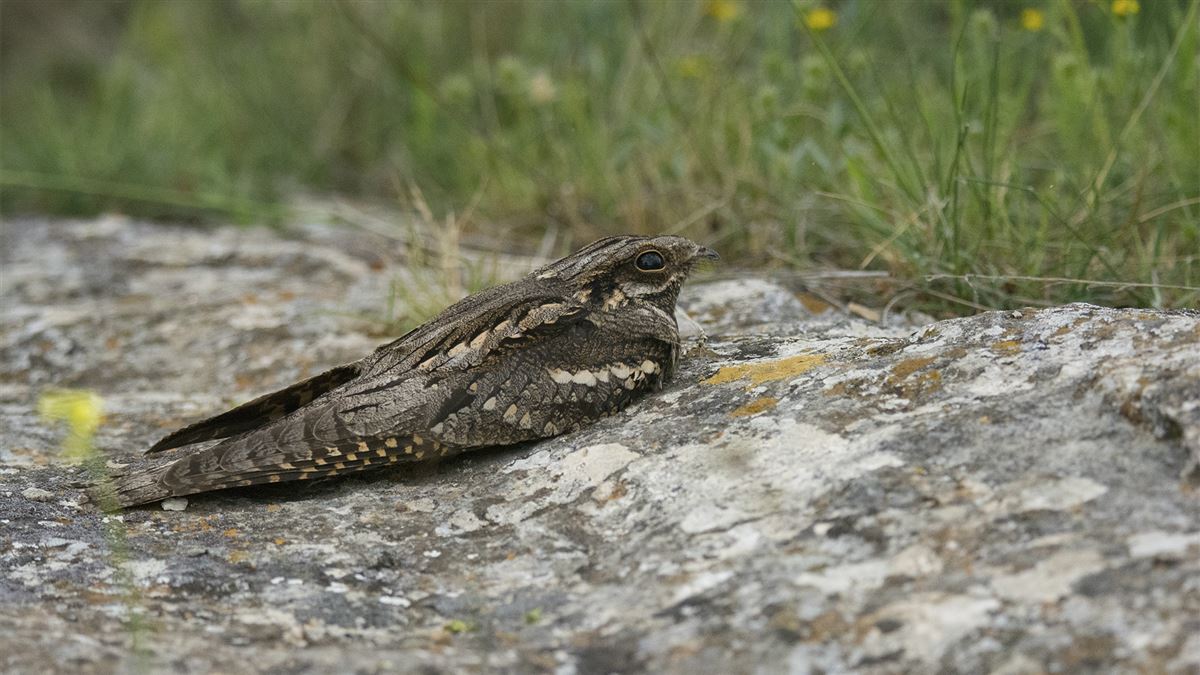 European Nightjar