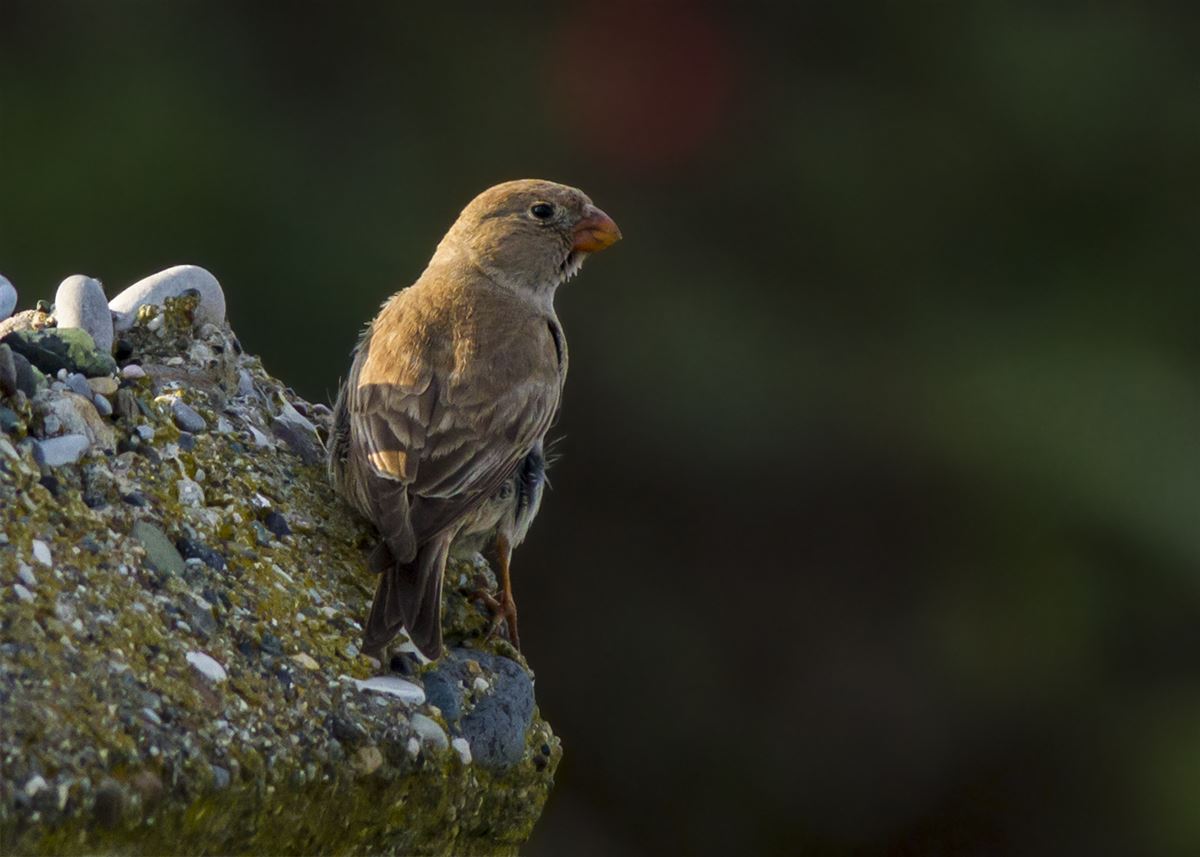 Trumpeter Finch