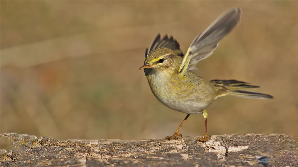 Willow Warbler