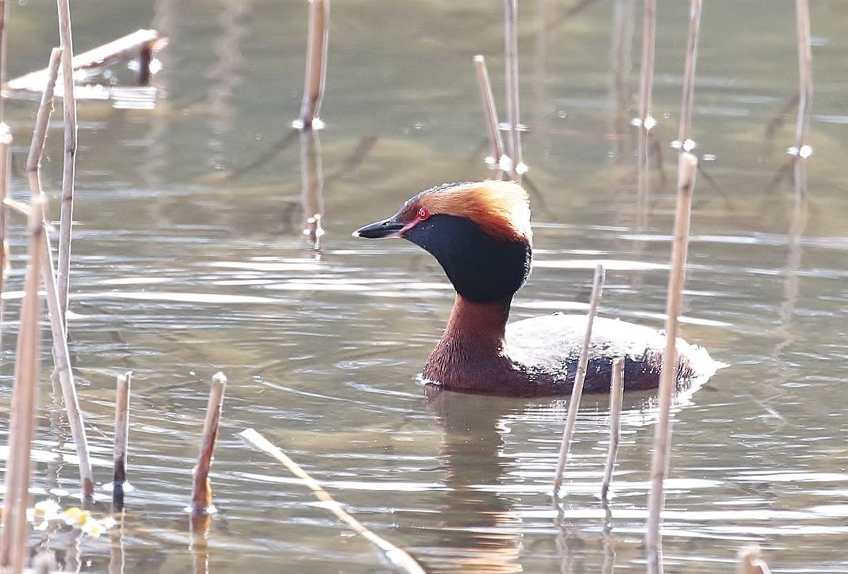Horned Grebe