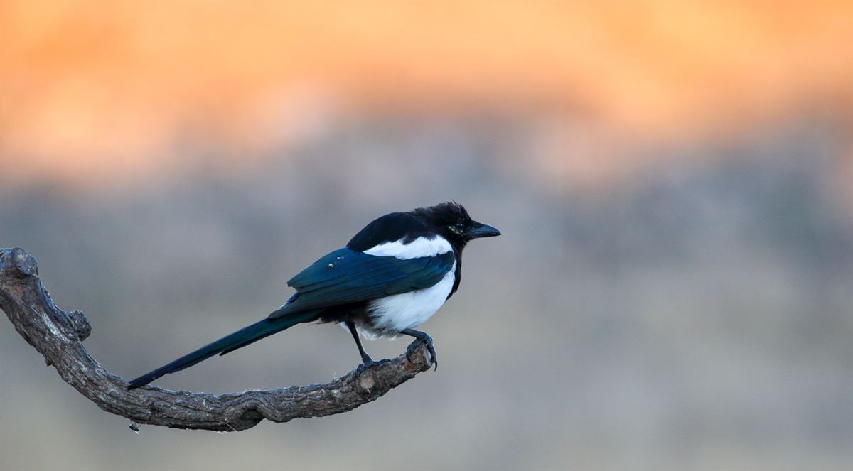 Eurasian Magpie
