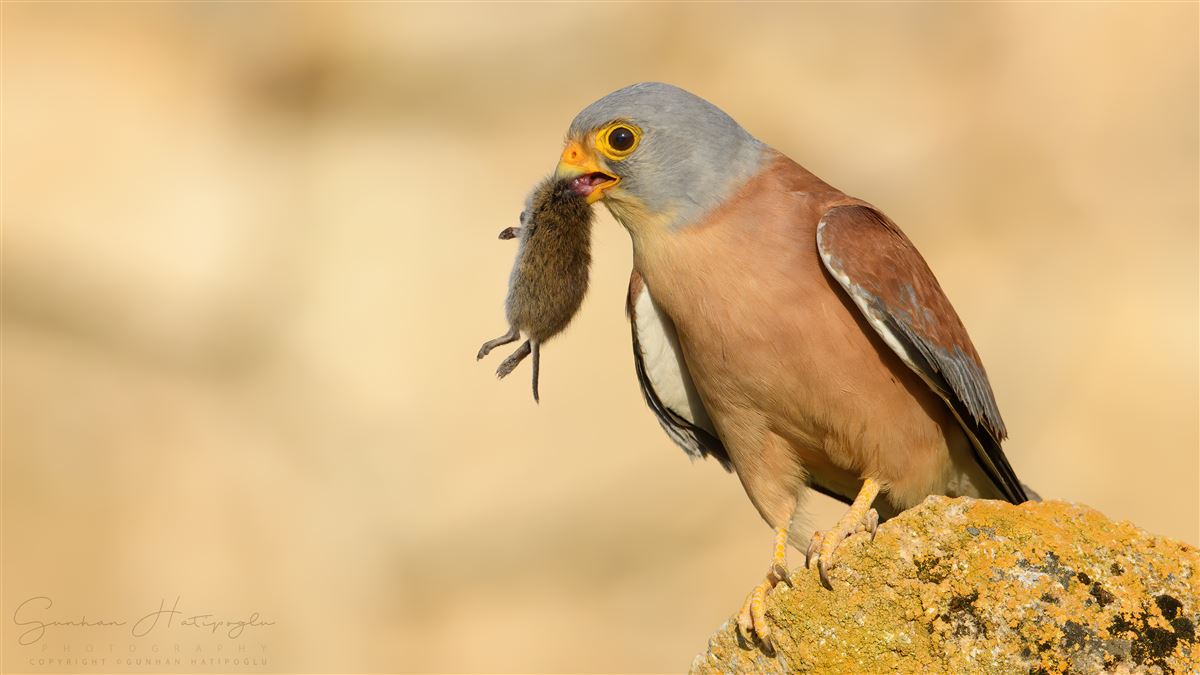 Lesser Kestrel