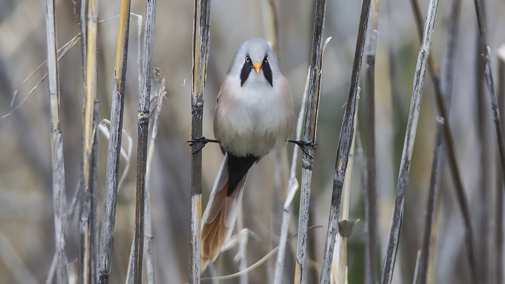 Bearded Reedling
