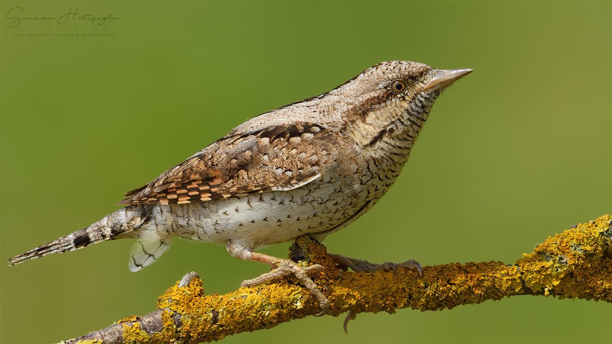 Eurasian Wryneck