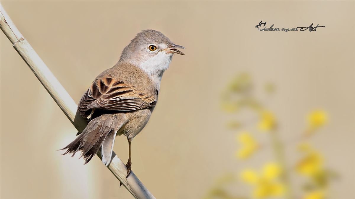 Common Whitethroat