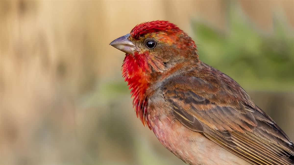 Common Rosefinch