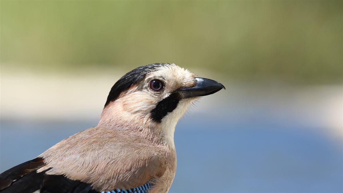 Eurasian Jay