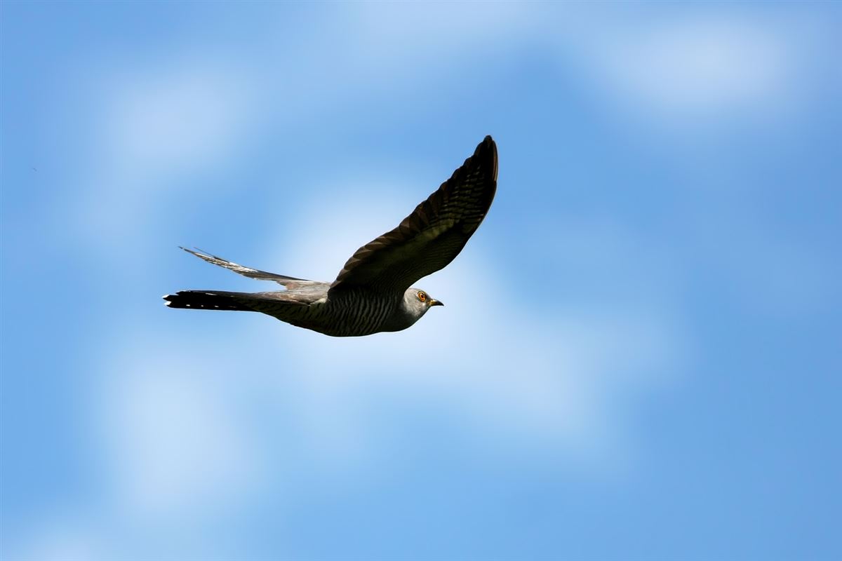 Common Cuckoo