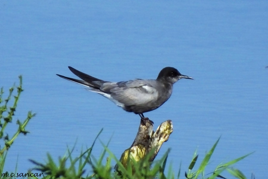Black Tern