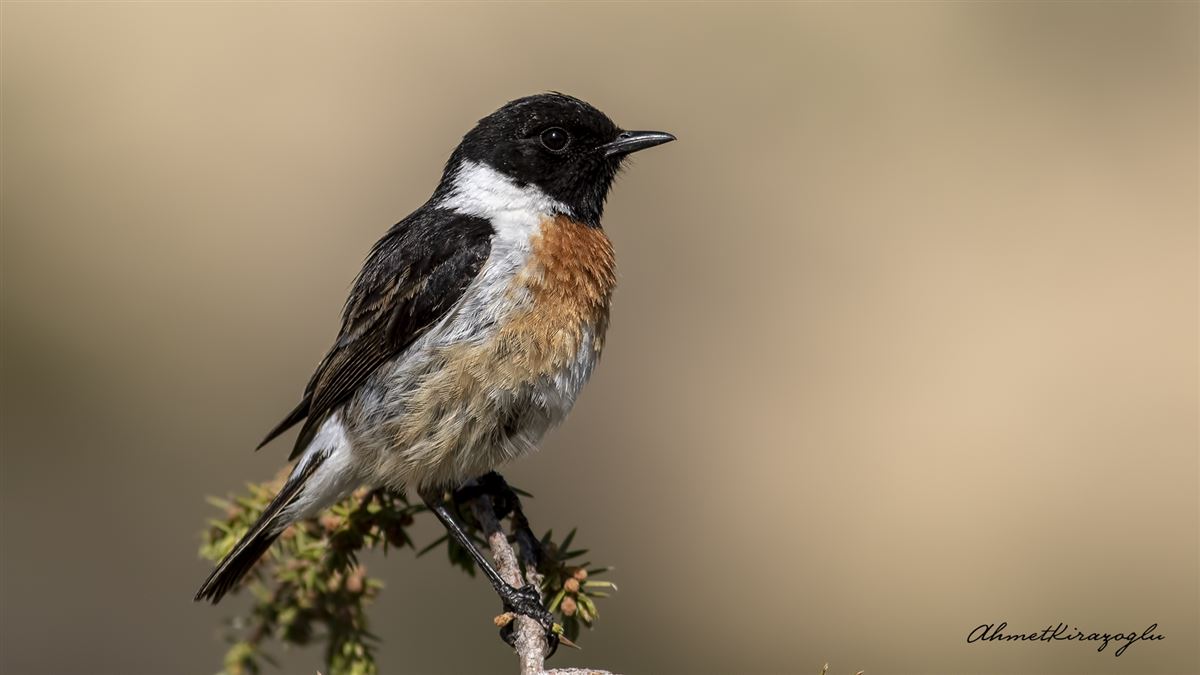 European Stonechat