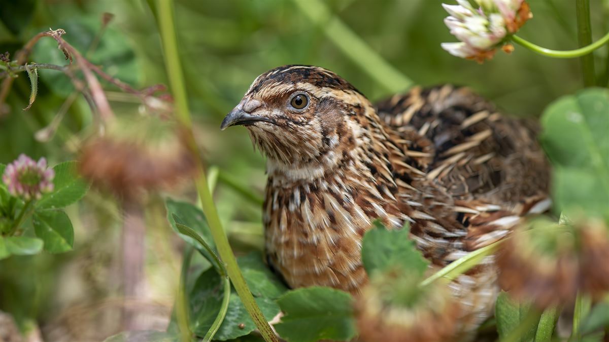 Common Quail