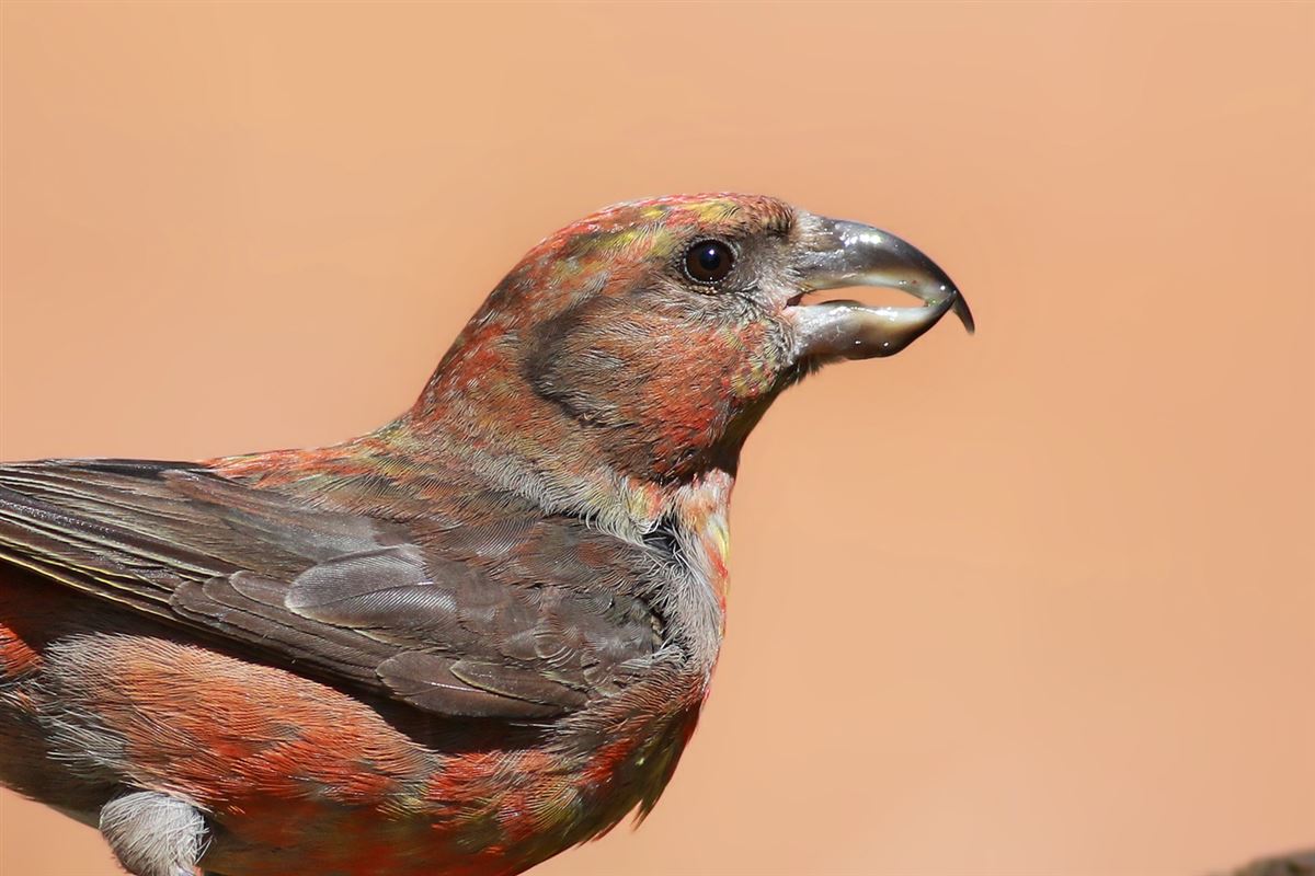 Red Crossbill