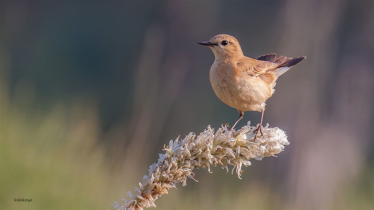Isabelline Wheatear