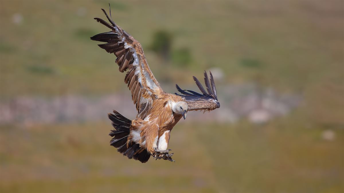Griffon Vulture
