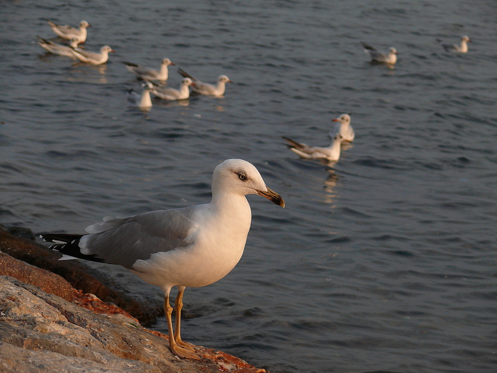 Yellow-legged Gull