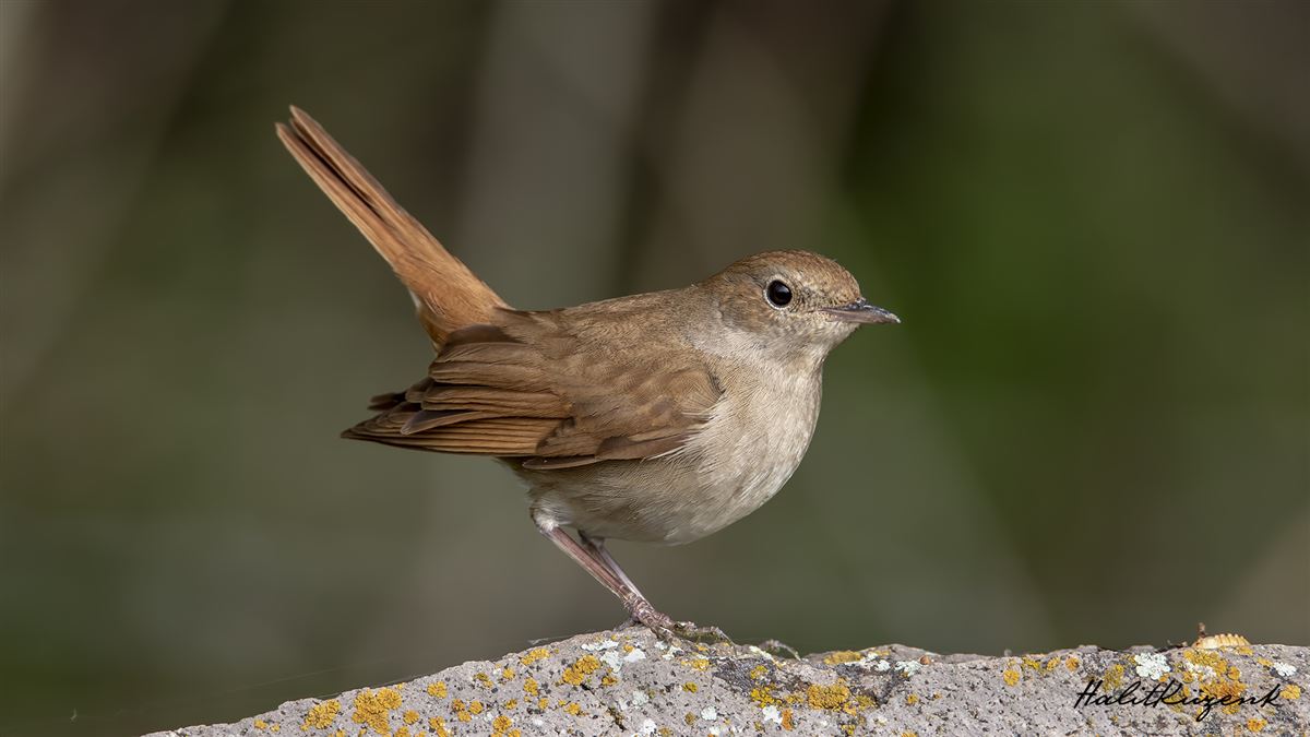Common Nightingale