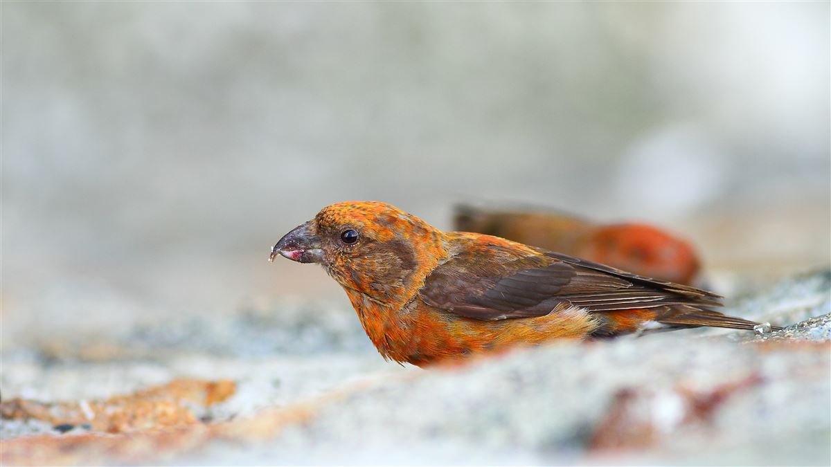 Red Crossbill