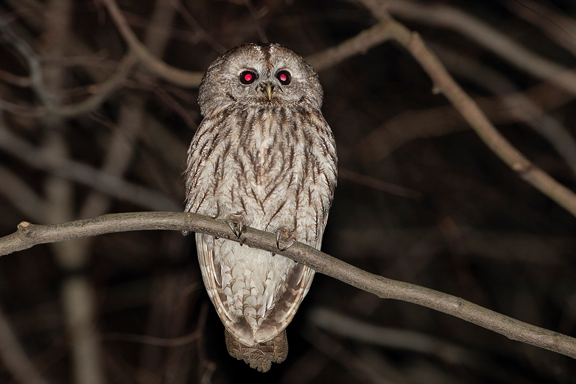 Tawny Owl