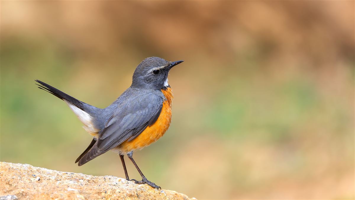 White-throated Robin