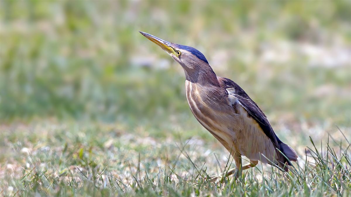 Little Bittern