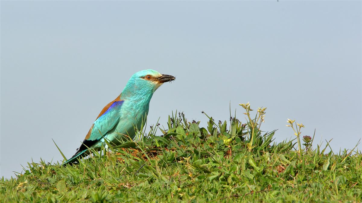 European Roller