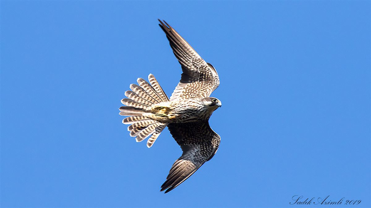 Ada Doğanı