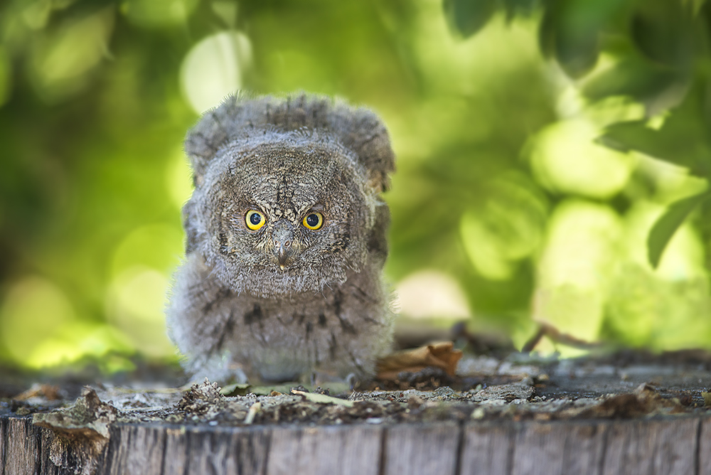 Eurasian Scops Owl