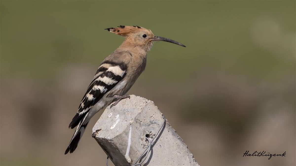 Common Hoopoe