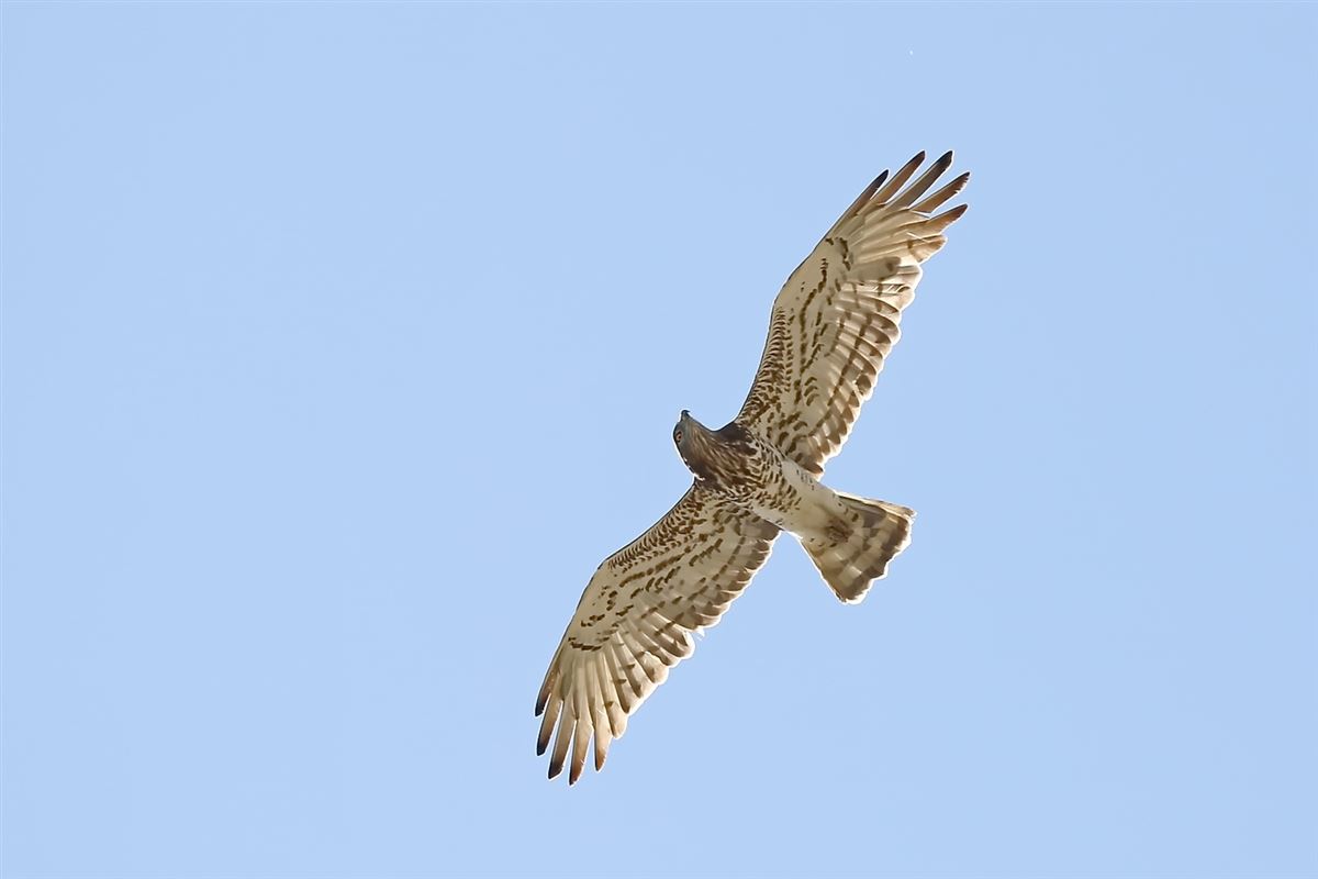 Short-toed Snake Eagle
