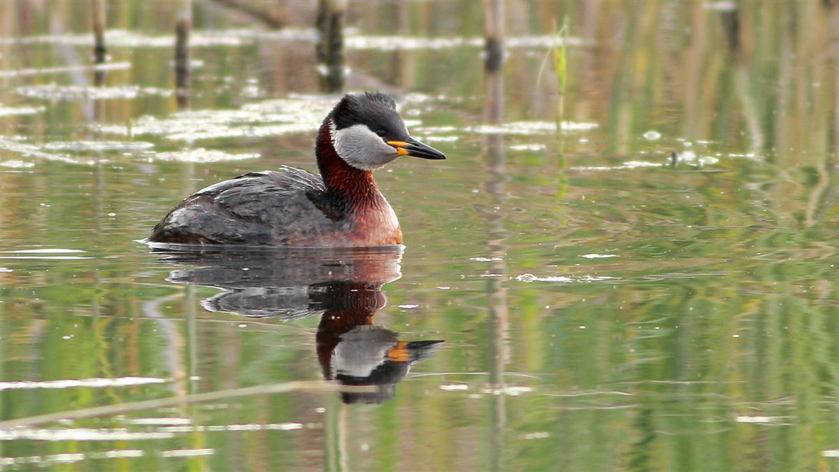 Red-necked Grebe
