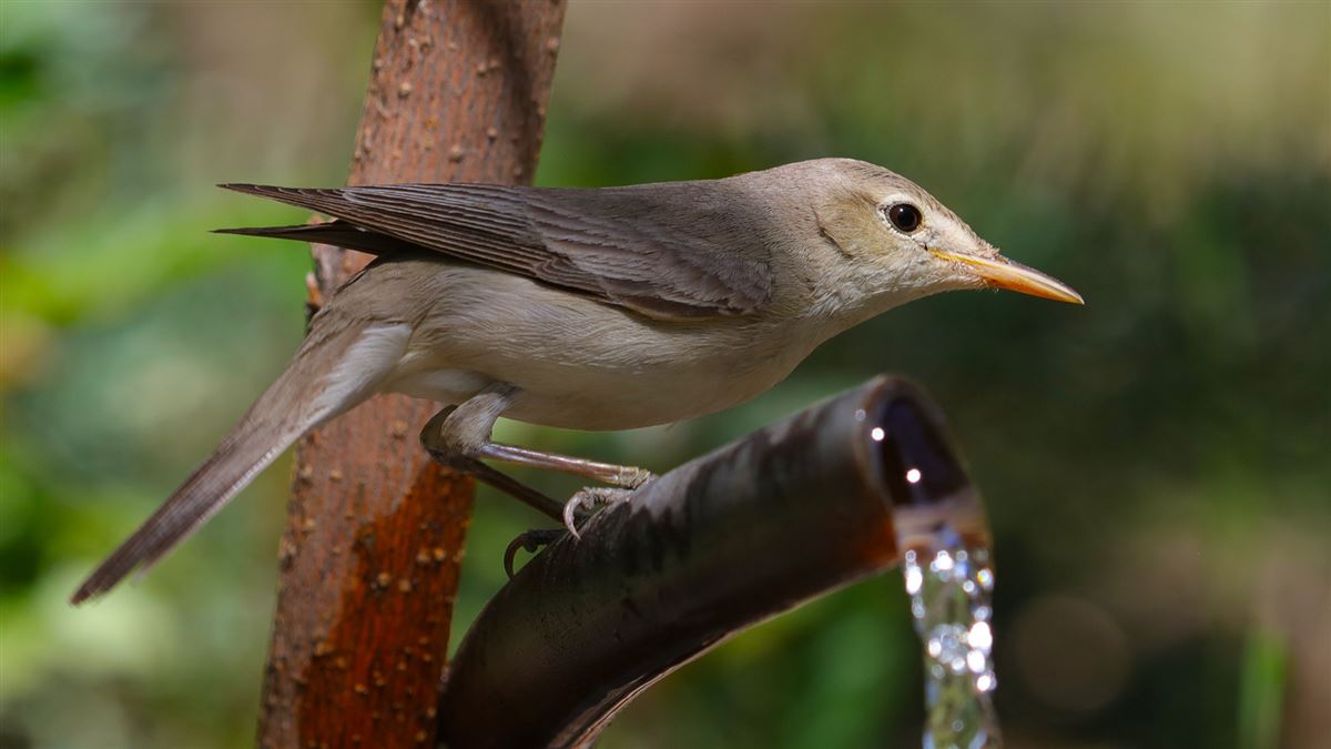 Eastern Olivaceous Warbler