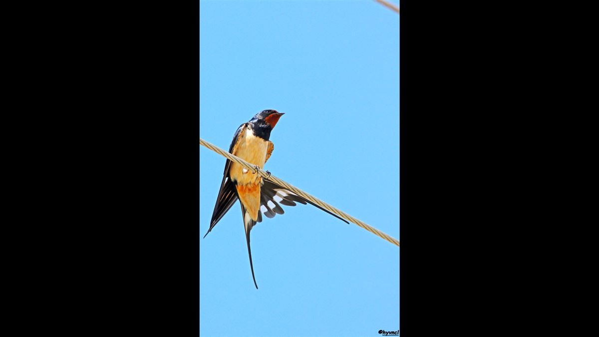 Barn Swallow